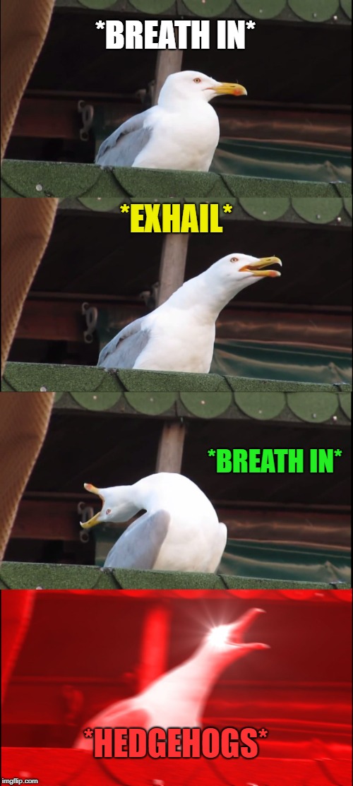 Inhaling Seagull | *BREATH IN*; *EXHAIL*; *BREATH IN*; *HEDGEHOGS* | image tagged in memes,inhaling seagull | made w/ Imgflip meme maker
