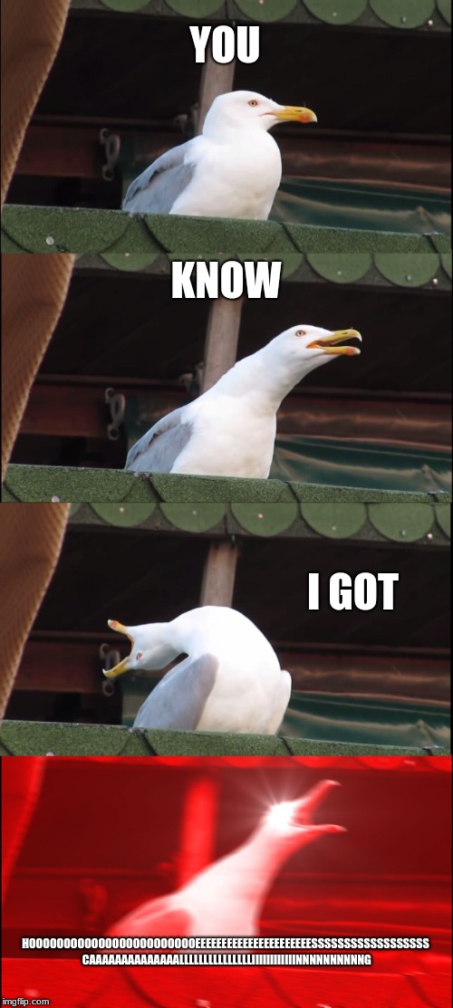 Inhaling Seagull | YOU; KNOW; I GOT; HOOOOOOOOOOOOOOOOOOOOOOOOEEEEEEEEEEEEEEEEEEEEEESSSSSSSSSSSSSSSSSS CAAAAAAAAAAAAAALLLLLLLLLLLLLLLIIIIIIIIIIIINNNNNNNNNNG | image tagged in memes,inhaling seagull | made w/ Imgflip meme maker