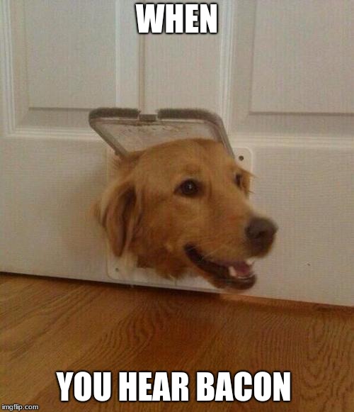 doggy door | WHEN; YOU HEAR BACON | image tagged in doggy door | made w/ Imgflip meme maker