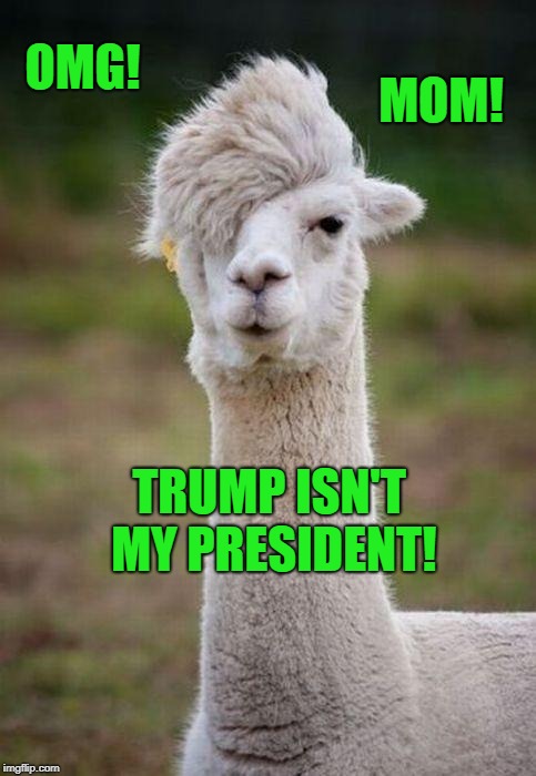 If animals voted, this one wouldn't vote Trump, that's for sure. | OMG! MOM! TRUMP ISN'T MY PRESIDENT! | image tagged in emo llama,resist,trump,liberal llama,left | made w/ Imgflip meme maker