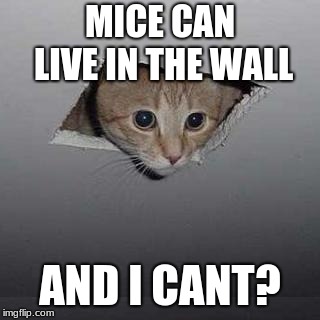 Ceiling Cat | MICE CAN LIVE IN THE WALL; AND I CANT? | image tagged in memes,ceiling cat | made w/ Imgflip meme maker