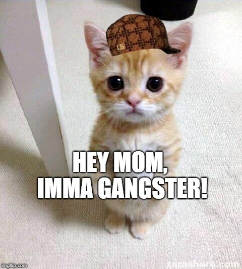 Cute Cat Meme | HEY MOM, IMMA GANGSTER! | image tagged in memes,cute cat,scumbag | made w/ Imgflip meme maker