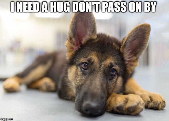 I need a hug | I NEED A HUG DON'T PASS ON BY | image tagged in pet,dog,puppy,hug,cute puppies,cute animals | made w/ Imgflip meme maker