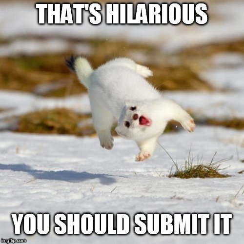 LaughingFerret | THAT'S HILARIOUS YOU SHOULD SUBMIT IT | image tagged in laughingferret | made w/ Imgflip meme maker