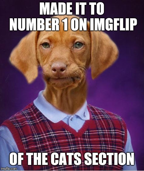 Bad Luck Raydog | MADE IT TO NUMBER 1 ON IMGFLIP OF THE CATS SECTION | image tagged in bad luck raydog | made w/ Imgflip meme maker