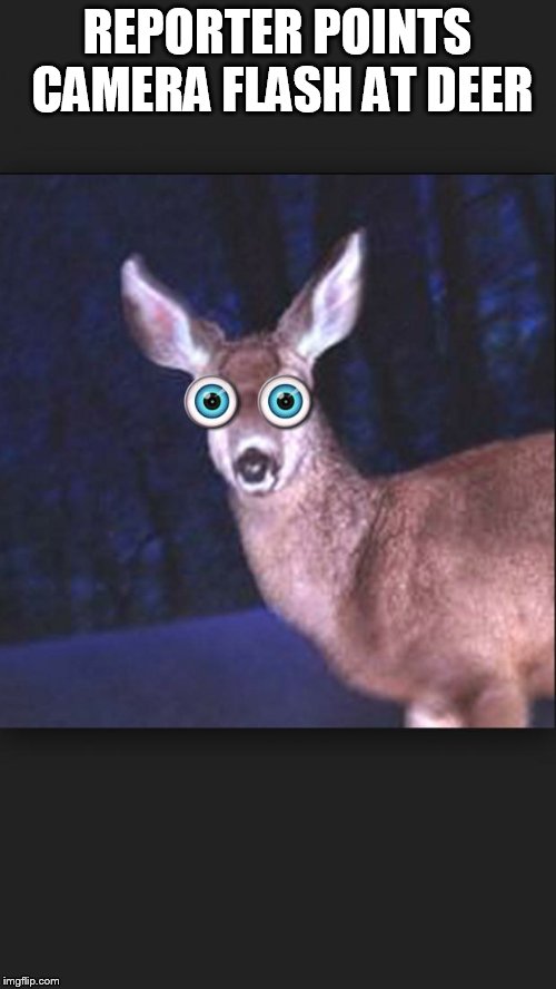 deer in headlights | REPORTER POINTS CAMERA FLASH AT DEER | image tagged in deer in headlights | made w/ Imgflip meme maker