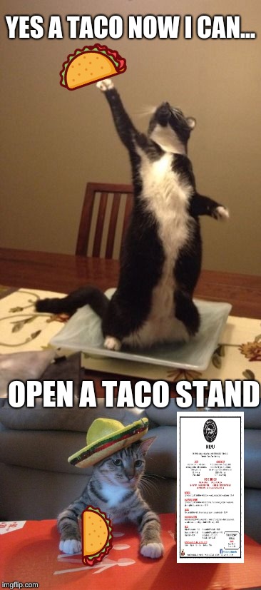 is this good | YES A TACO NOW I CAN... OPEN A TACO STAND | image tagged in cat found something,tacos,food,lol | made w/ Imgflip meme maker