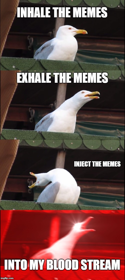 Inhaling Seagull Meme | INHALE THE MEMES; EXHALE THE MEMES; INJECT THE MEMES; INTO MY BLOOD STREAM | image tagged in memes,inhaling seagull | made w/ Imgflip meme maker
