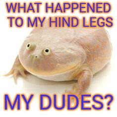 Yeah, I'm early :1 | WHAT HAPPENED TO MY HIND LEGS; MY DUDES? | image tagged in wednesday frog blank,wednesday,dank memes,derp,memes,cannot be unseen | made w/ Imgflip meme maker