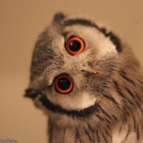 inquisitve owl | image tagged in inquisitve owl | made w/ Imgflip meme maker