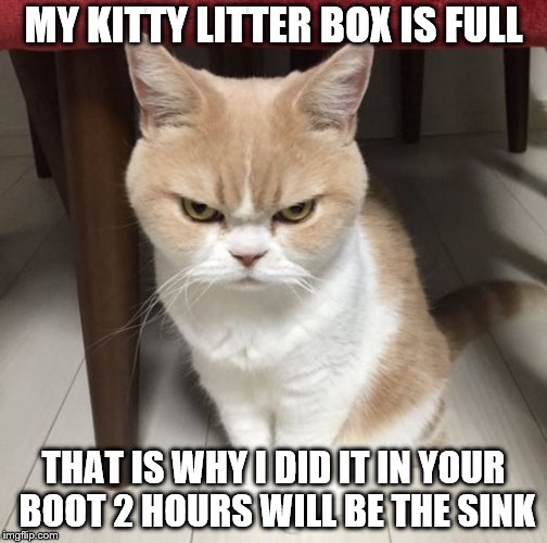 my kitty litter box is full | MY KITTY LITTER BOX IS FULL; THAT IS WHY I DID IT IN YOUR BOOT 2 HOURS WILL BE THE SINK | image tagged in mad cat,funny cats,grumpy cat,funny animals,funny memes,cat | made w/ Imgflip meme maker