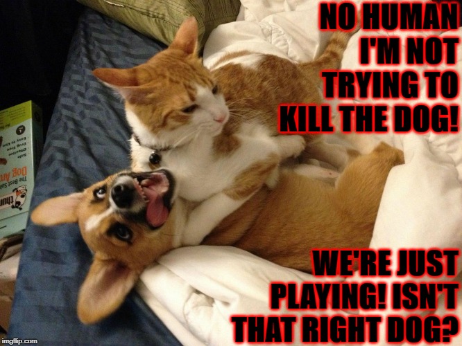 NO HUMAN I'M NOT TRYING TO KILL THE DOG! WE'RE JUST PLAYING! ISN'T THAT RIGHT DOG? | image tagged in dog killer | made w/ Imgflip meme maker