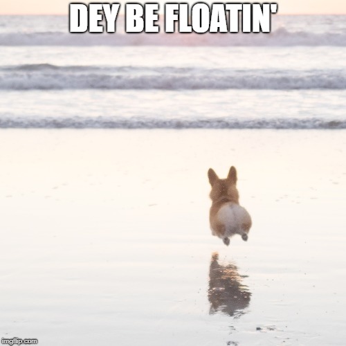 corgibeach | DEY BE FLOATIN' | image tagged in corgibeach | made w/ Imgflip meme maker