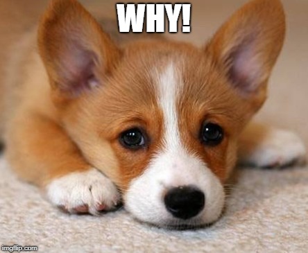 sad corgi puppy | WHY! | image tagged in sad corgi puppy | made w/ Imgflip meme maker