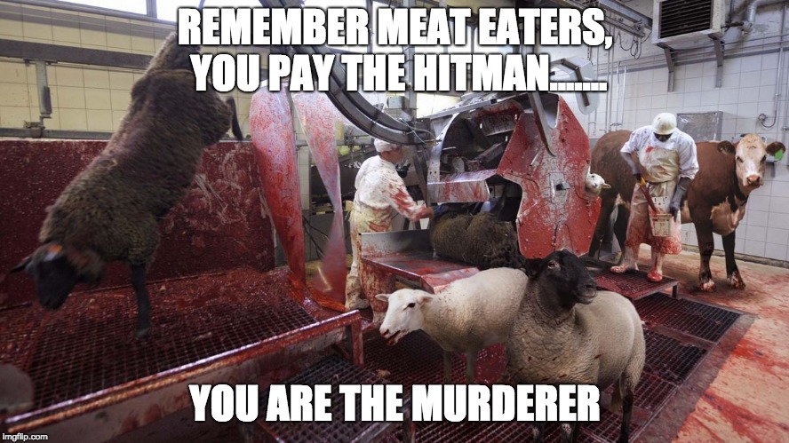 slaughterhouse sheep | REMEMBER MEAT EATERS, YOU PAY THE HITMAN....... YOU ARE THE MURDERER | image tagged in slaughterhouse sheep | made w/ Imgflip meme maker