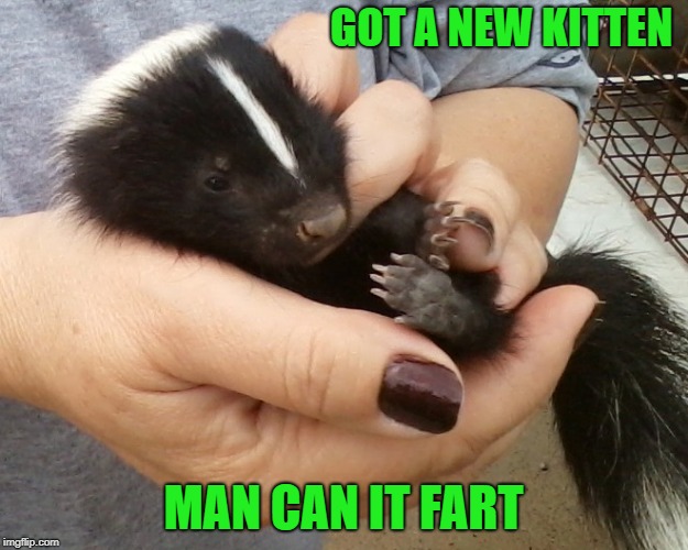 new kitten | GOT A NEW KITTEN; MAN CAN IT FART | image tagged in kitten,fart,cute | made w/ Imgflip meme maker