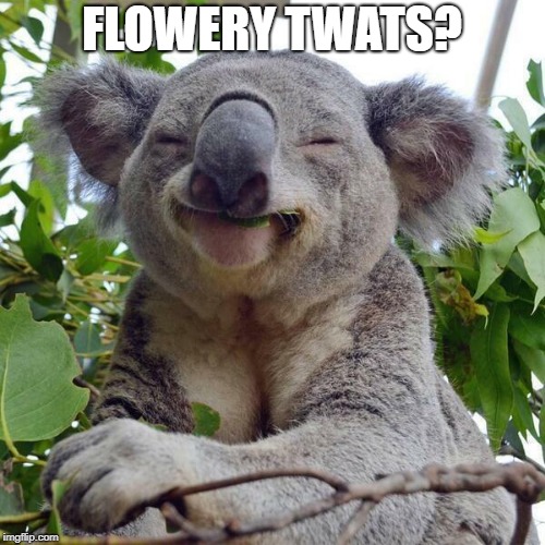 Smiling Koala | FLOWERY TWATS? | image tagged in smiling koala | made w/ Imgflip meme maker
