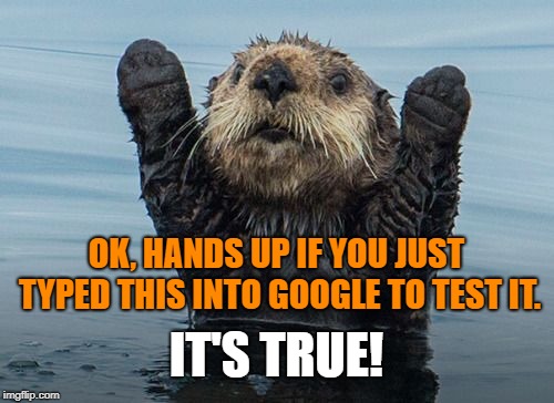 Hands up otter | OK, HANDS UP IF YOU JUST TYPED THIS INTO GOOGLE TO TEST IT. IT'S TRUE! | image tagged in hands up otter | made w/ Imgflip meme maker