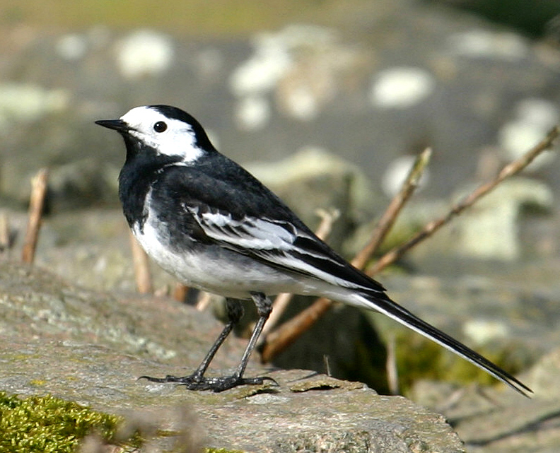 High Quality Savage Pied Wagtail Blank Meme Template
