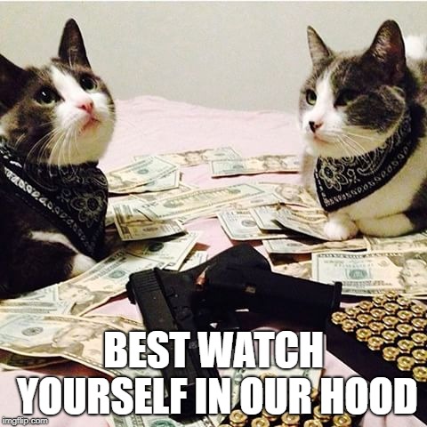 GANG BANGER CATS | BEST WATCH YOURSELF IN OUR HOOD | image tagged in gang banger cats | made w/ Imgflip meme maker