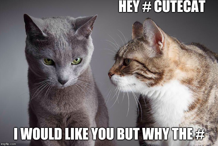 two cats | HEY # CUTECAT; I WOULD LIKE YOU BUT WHY THE # | image tagged in two cats | made w/ Imgflip meme maker