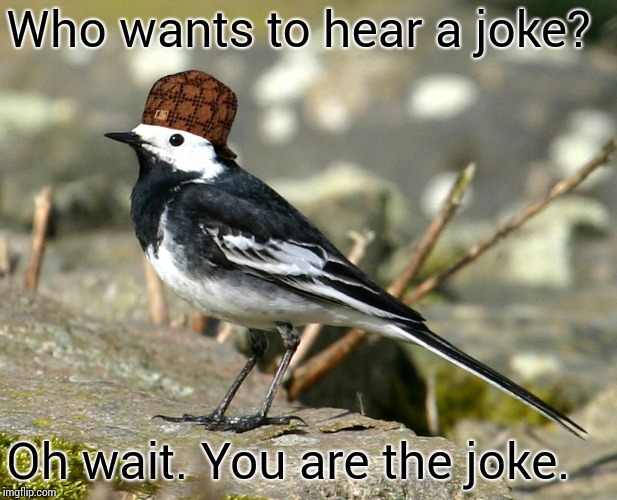 Can I get my own week? I call it, Savage Pied Wagtail Week. | Who wants to hear a joke? Oh wait. You are the joke. | image tagged in savage pied wagtail,scumbag,savage,savage pied wagtail week,custom template | made w/ Imgflip meme maker