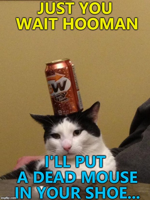 He will, you know... :) | JUST YOU WAIT HOOMAN; I'LL PUT A DEAD MOUSE IN YOUR SHOE... | image tagged in sometimes you just gotta,memes,animals,cats,revenge | made w/ Imgflip meme maker