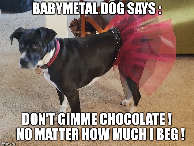 BABYMETAL DOG SAYS : DON'T GIMME CHOCOLATE !  
NO MATTER HOW MUCH I BEG ! | made w/ Imgflip meme maker