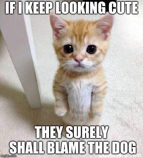 Cute Cat | IF I KEEP LOOKING CUTE; THEY SURELY SHALL BLAME THE DOG | image tagged in memes,cute cat | made w/ Imgflip meme maker
