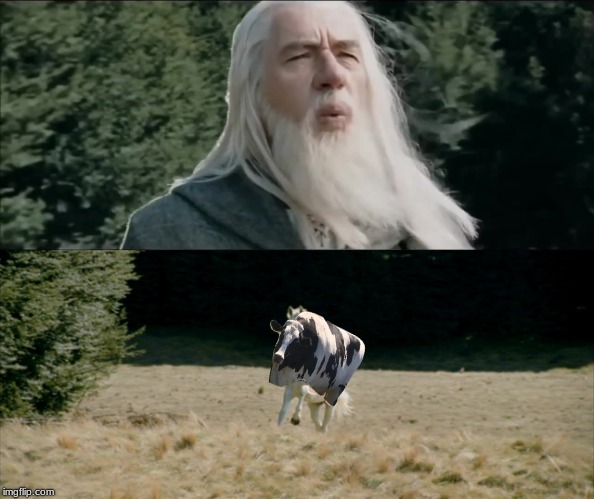 Knickers Cow // lotr meme // lord of the rings meme // cow meme // shadowfax | image tagged in cow,lotr,lord of the rings,gandalf | made w/ Imgflip meme maker