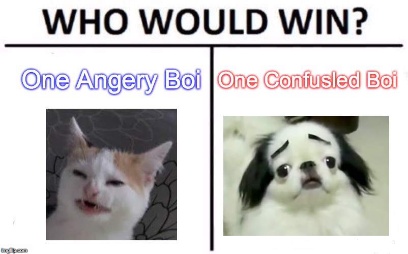 Who Would Win? Meme | One Angery Boi; One Confusled Boi | image tagged in memes,who would win | made w/ Imgflip meme maker