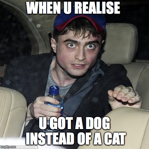 harry potter crazy | WHEN U REALISE; U GOT A DOG INSTEAD OF A CAT | image tagged in harry potter crazy | made w/ Imgflip meme maker