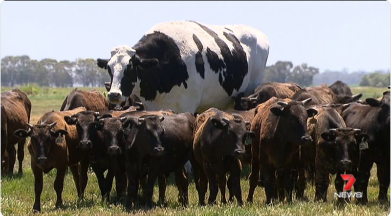 High Quality Giant Cow Blank Meme Template