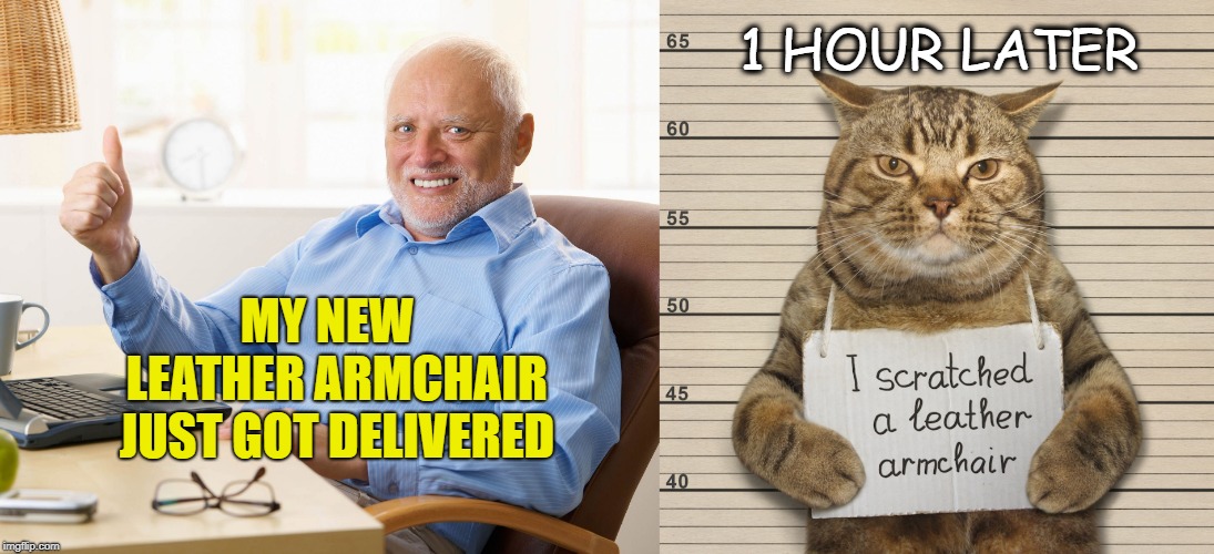 New Chair  | 1 HOUR LATER; MY NEW  LEATHER ARMCHAIR JUST GOT DELIVERED | image tagged in hide the pain harold,cat,bad cat,cat meme,funny memes,memes | made w/ Imgflip meme maker