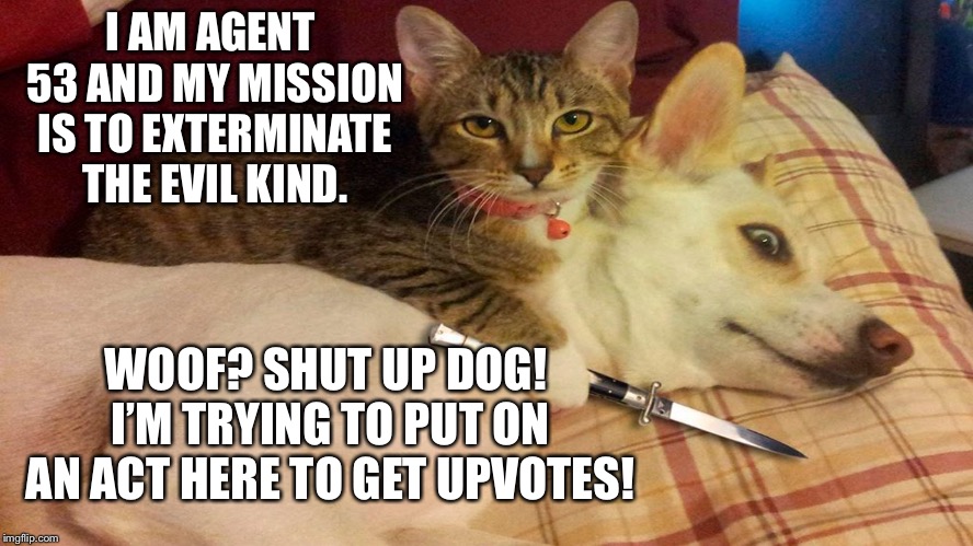 Cats vs dogs | I AM AGENT 53 AND MY MISSION IS TO EXTERMINATE THE EVIL KIND. WOOF? SHUT UP DOG! I’M TRYING TO PUT ON AN ACT HERE TO GET UPVOTES! | image tagged in cats vs dogs | made w/ Imgflip meme maker