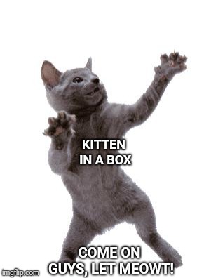 Kitten in a Box | KITTEN IN A BOX; COME ON GUYS, LET MEOWT! | image tagged in happy dance cat,box,mime,kitten | made w/ Imgflip meme maker