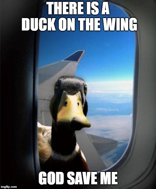 Duck on plane wing | THERE IS A DUCK ON THE WING; GOD SAVE ME | image tagged in duck on plane wing | made w/ Imgflip meme maker