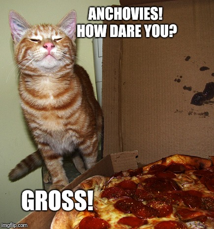 Even Cats Hate Anchovies | ANCHOVIES! HOW DARE YOU? GROSS! | image tagged in funny cats,funny cat memes,pizza cat | made w/ Imgflip meme maker