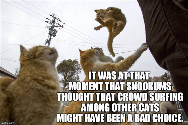 Cats Don't Catch Other Cats | IT WAS AT THAT MOMENT THAT SNOOKUMS THOUGHT THAT CROWD SURFING AMONG OTHER CATS MIGHT HAVE BEEN A BAD CHOICE. | image tagged in funny cats,funny cat memes,crowd,surfing,concert | made w/ Imgflip meme maker