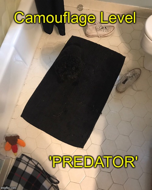"ANYTIME" | Camouflage Level; 'PREDATOR' | image tagged in predator,hidden,camouflage | made w/ Imgflip meme maker