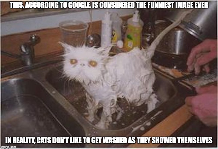 Miserable Cat | THIS, ACCORDING TO GOOGLE, IS CONSIDERED THE FUNNIEST IMAGE EVER; IN REALITY, CATS DON'T LIKE TO GET WASHED AS THEY SHOWER THEMSELVES | image tagged in cat,funny,shower,memes | made w/ Imgflip meme maker