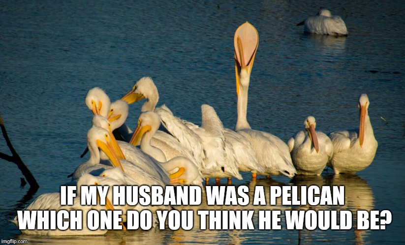 The one with the big mouth | IF MY HUSBAND WAS A PELICAN WHICH ONE DO YOU THINK HE WOULD BE? | image tagged in pelican | made w/ Imgflip meme maker