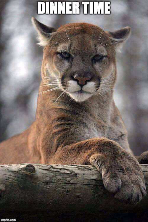 mountain lion | DINNER TIME | image tagged in mountain lion | made w/ Imgflip meme maker