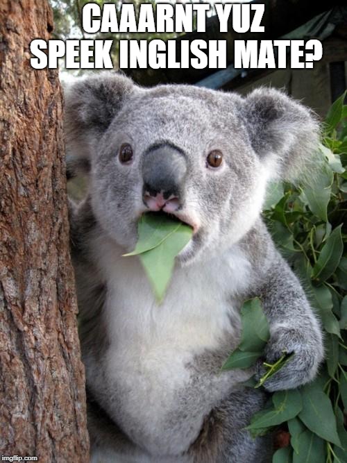 Surprised Koala Meme | CAAARNT YUZ SPEEK INGLISH MATE? | image tagged in memes,surprised koala | made w/ Imgflip meme maker