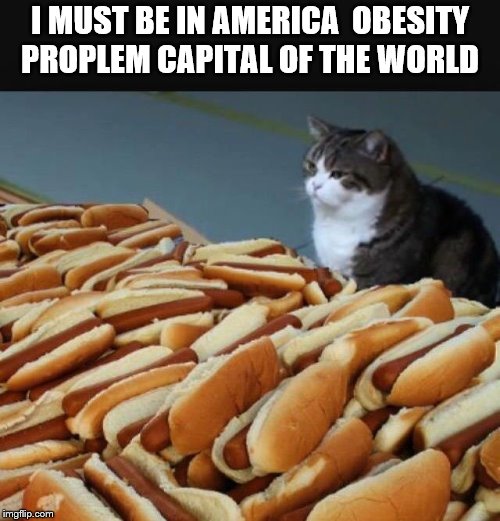 I must be in America | I MUST BE IN AMERICA  OBESITY PROPLEM CAPITAL OF THE WORLD | image tagged in cat hotdogs,cat,funny,funny memes,funny animals | made w/ Imgflip meme maker