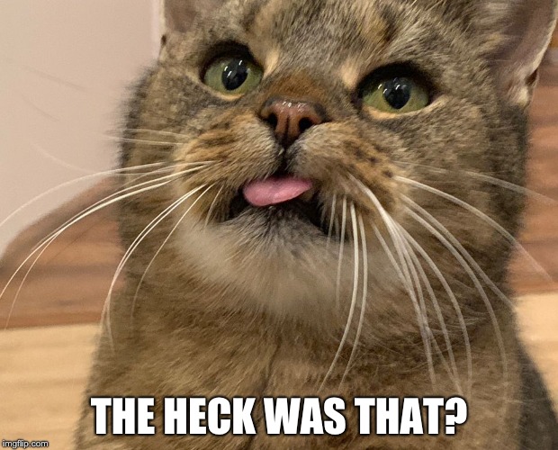 THE HECK WAS THAT? | image tagged in surprised cat | made w/ Imgflip meme maker