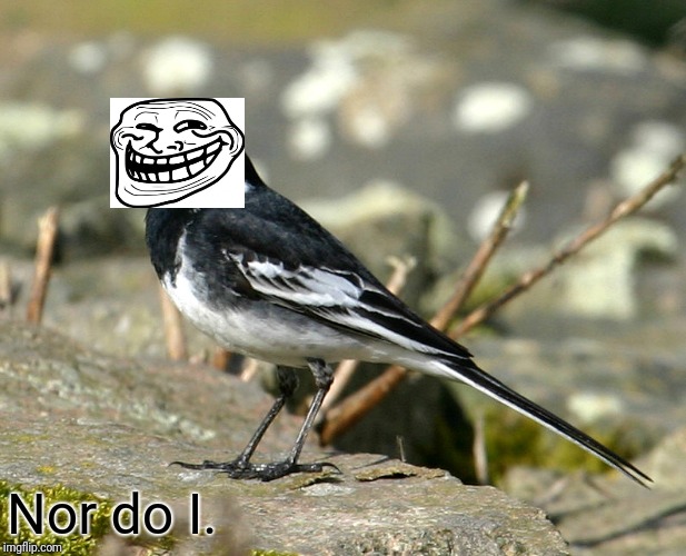 Savage Pied Wagtail | Nor do I. | image tagged in savage pied wagtail | made w/ Imgflip meme maker