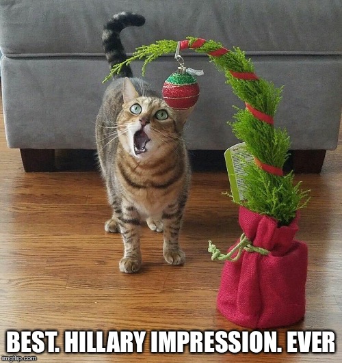 This | BEST. HILLARY IMPRESSION. EVER | image tagged in hillary clinton,cats,politics | made w/ Imgflip meme maker