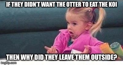 Shrugging kid | IF THEY DIDN’T WANT THE OTTER TO EAT THE KOI; THEN WHY DID THEY LEAVE THEM OUTSIDE? | image tagged in shrugging kid | made w/ Imgflip meme maker