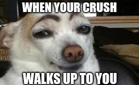 idk what to title my things
 | WHEN YOUR CRUSH; WALKS UP TO YOU | image tagged in your crush,funny dog | made w/ Imgflip meme maker